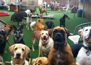 These mungos are very very Happy to be at Dog Day Care 